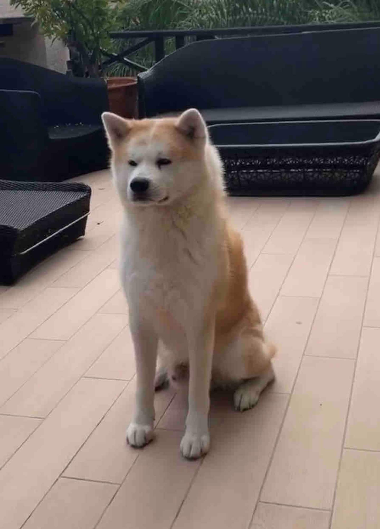 Yuki the Akita on the terrace